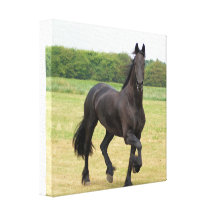 Friesian Horse Canvas Print