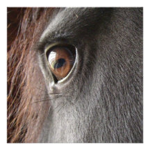 Friesian Horse Eye Invitation