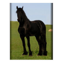 Friesian Horse Postcards #9