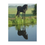 Friesian Horse Reflection in water postcards
