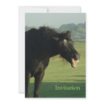 Friesian Horse Yawning