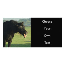 Friesian Horse Yawning
