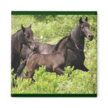 Friesian Magnet