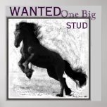 Friesian Stud Poster posters