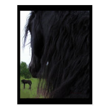 Friesian View Postcards