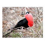 Frigate Bird (Fragata) in Mating Display Galapagos Post Cards
