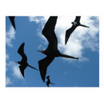 Frigate Birds (Fragata), Galapagos Islands 6 Post Cards