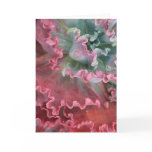 Frilled echeveria card