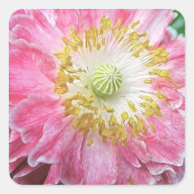 Frilly Pink Poppy Square Stickers
