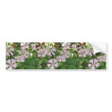 Fringed campion in full flower, endangered Silene bumper stickers