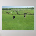 Frisian Cows in Dutch Landscape Poster Print Gifts