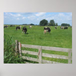 Frisian Holstein Cattle Dairy Cows Photo Poster posters