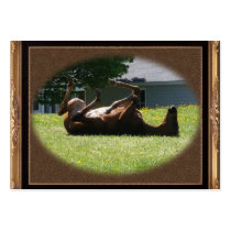 Frisky Foal ~ ATC