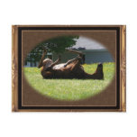 Frisky Foal ~ postcard