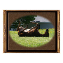 Frisky Foal ~ postcard