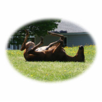 Frisky Foal ~ sculpture Photo Sculpture