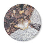 Fritillary Butterfy Refrigerator Magnet