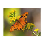 Fritillary Gulf Butterfly Gifts and Apparel Post Card