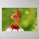 Fritillary on Coneflower posters