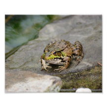 Frog  10 x8 Photographic Print