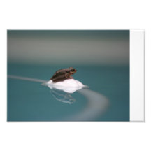 Frog 2 photograph