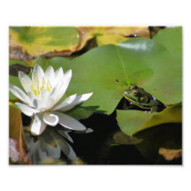 Frog Admiring Water Lily 10x8 Nature Print Photograph