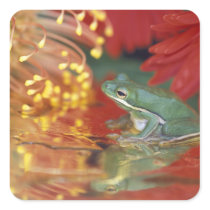 Frog and reflections among flowers. Credit as: