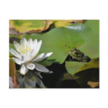 Frog And Water Lily Flower Nature Postcard