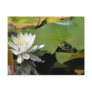 Frog And Water Lily Flower Nature Postcard