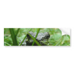 Frog bumper stickers