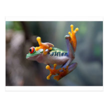 Frog by John Remar Jr. Post Cards
