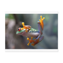 Frog by John Remar Jr. Post Cards