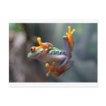 Frog by John Remar Jr. postcards
