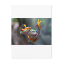 Frog by John Remar Jr. Postcard