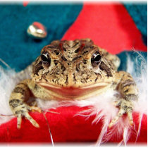 Frog Christmas , Tinsel, feathers, santa pattern