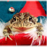 Frog Christmas , Tinsel, feathers, santa pattern photo sculptures