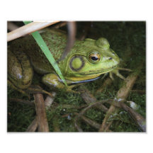 Frog closeup art photo