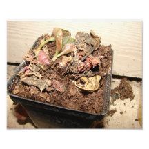 "Frog Condo" Photo