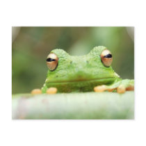 Frog Eyes Postcard