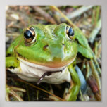 Frog Eyes Poster posters