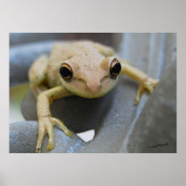 Frog Eyes Print