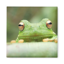 Frog Eyes Square Magnet