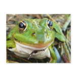 Frog Images Postcard