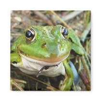 Frog Images Square Magnet
