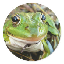 Frog Images Sticker