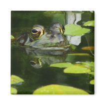 Frog in a Lily Pond Magnets