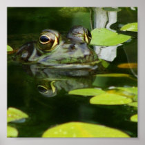 Frog in a Lily Pond Poster
