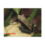 Frog in Kerala, India postcards