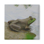 Frog in the Mud magnets