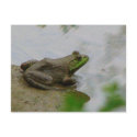 Frog in the Mud postcards